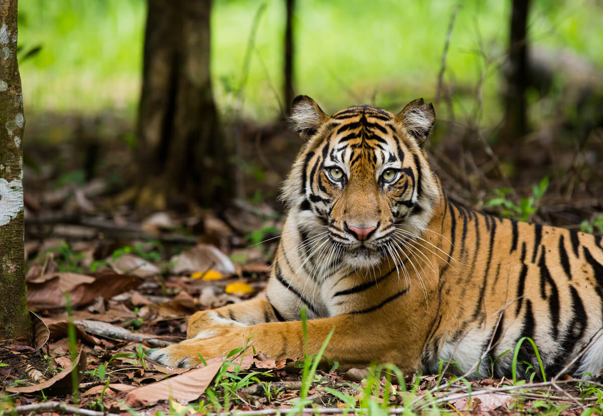 Una tigre di Sumatra semi-selvatica al centro di recupero di Tambling, nel Parco Nazionale South Bukit Barisan.