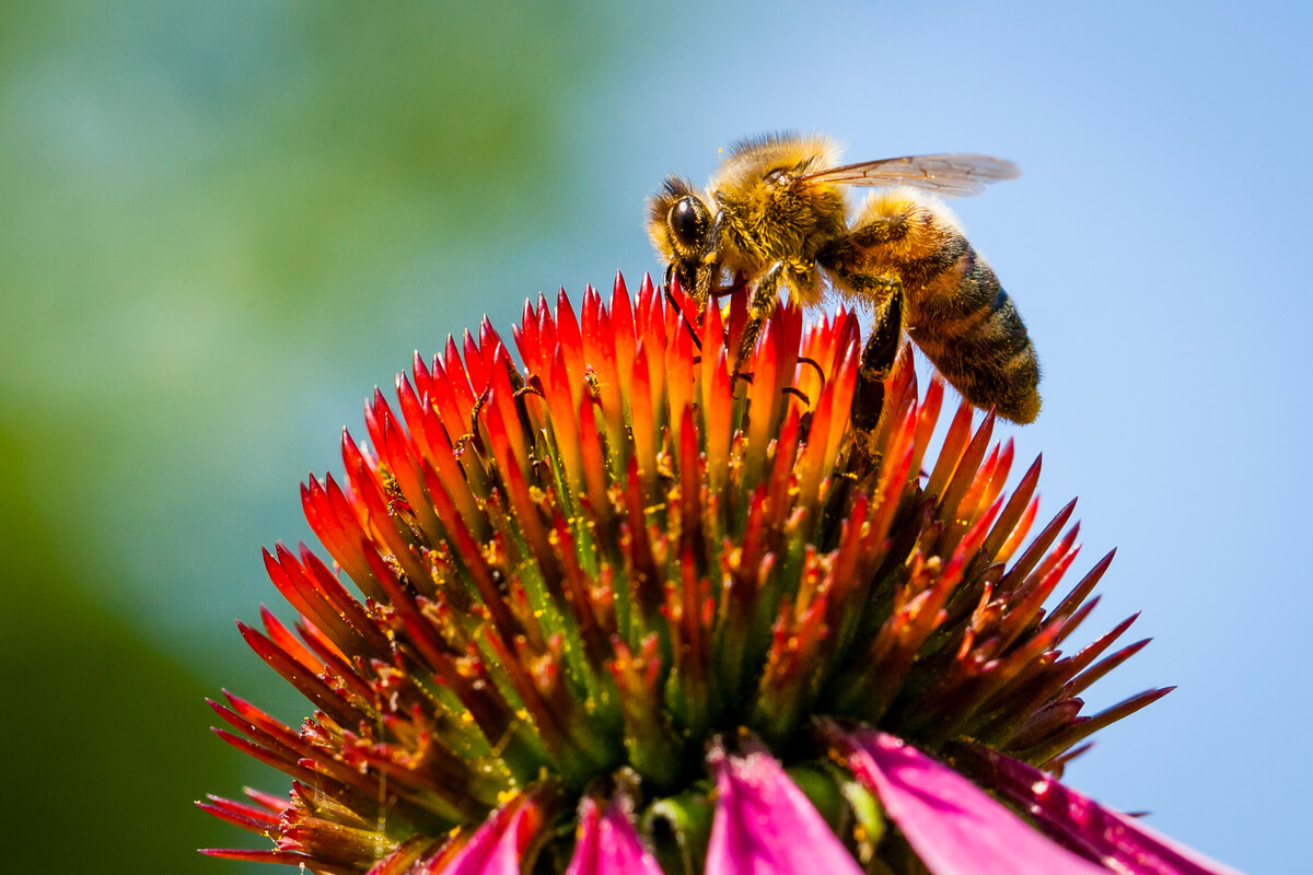 Ape posata su un fiore mentre raccoglie il nettare.