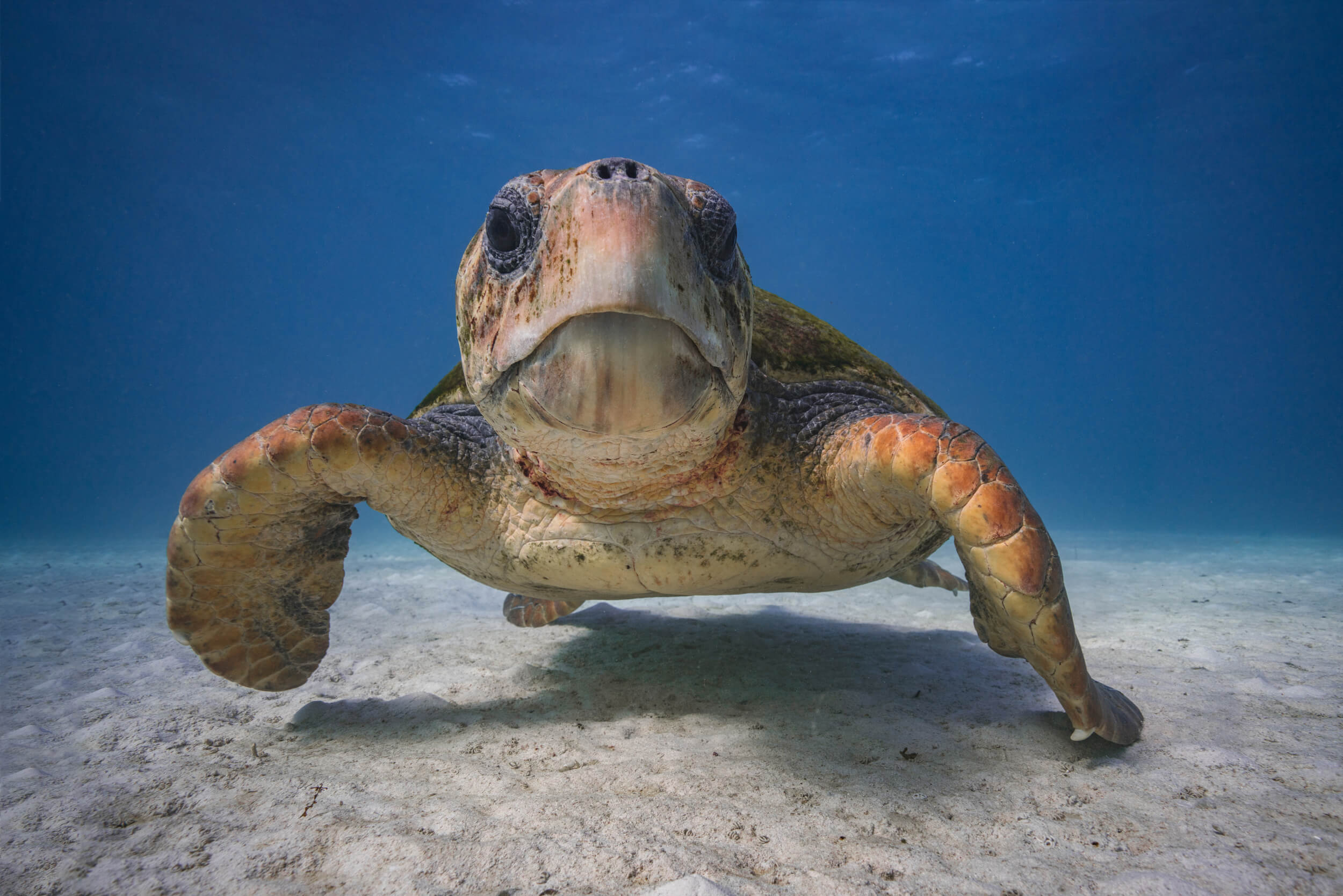 Un maschio di tartaruga caretta esplora il suo riflesso nella cupola della fotocamera a Ningaloo Reef.